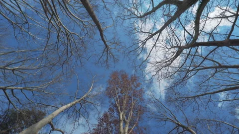 Close-up bottom up view of Forest. Powerful trees and blue sky background Stock Footage 147261429