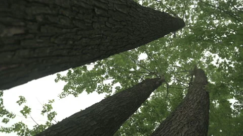Close up bottom up view of forest trees Video stock 246260655