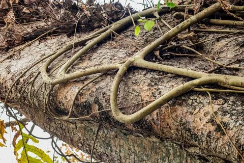 Close up bottom view of a large banyan tree branch on a sunny day Stock Photos
