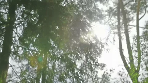 Close up bottom up view of lush green foliage of trees without sun. Walking Видео 229927952