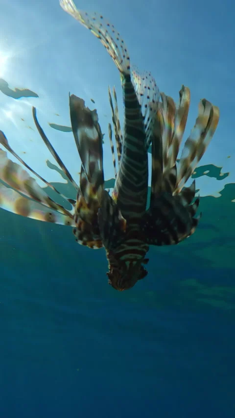Close-up from bottom view of Red Lionfish swims in blue water against of small Vídeo Stock 331305509