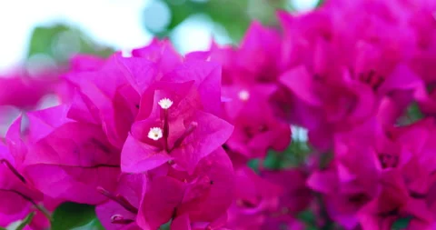 Close up of Bouganvilla flower Stock Footage 137975561