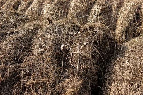 Close up of bound and cut grass Stock Photos