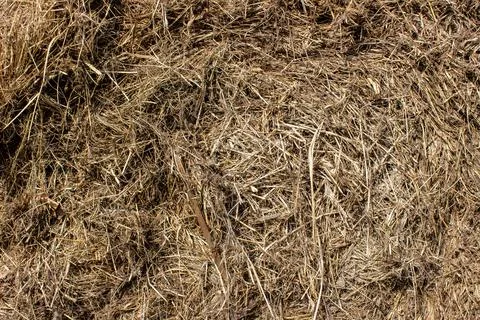 Close up of bound and cut grass Stock Photos