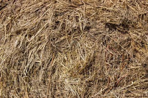 Close up of bound and cut grass Foto stock