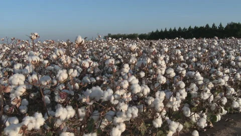 Close of bounteous cotton crop as camera booms up to see entire field, 4K. Stock Footage 142002512