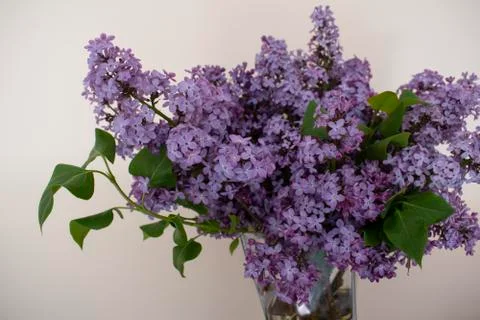 Close up bouquet of  lilac Stock Photos