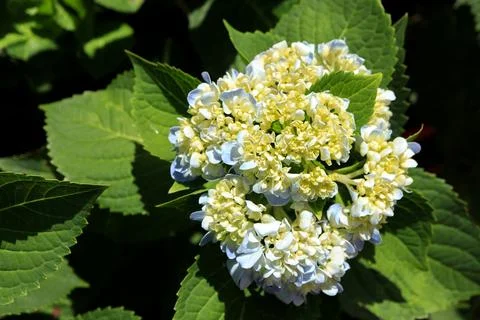 Close up of Bouquet of soft blue hydrangea with small closed buds.  Stock Photos