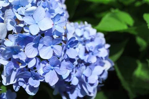Close up of Bouquet of soft blue hydrangea,(Hydrangea macrophylla) or Hortensia  Stock Photos