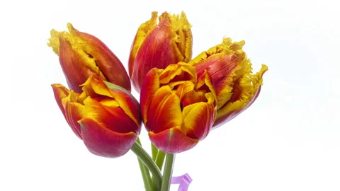 Close-up of a bouquet of tulips on a light background. Stock Footage 129353383