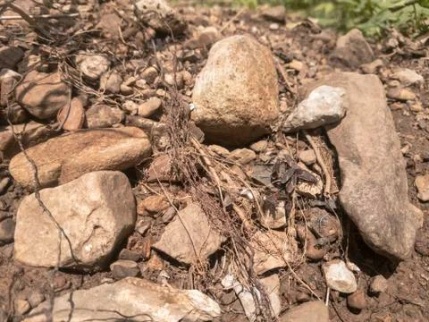 Close-up Box Elder bugs on rocks Stock Photos