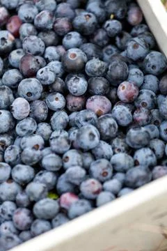 Close up of a box full of freshly picked blueberries. shallow depth of field. Stock Photos
