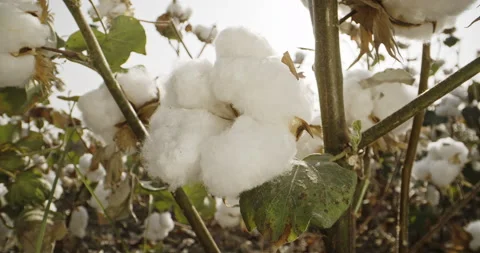 Close-up, a box of high-quality cotton, ready for harvesting, against the Vídeos de archivo 180666811