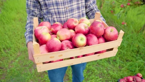 Close up box with large red apples in the hands of a man farmer Stock Footage 220231885