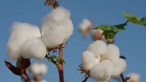 Close-up of a box made of high-quality cotton against a blue sky background Video stock 237415086