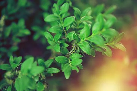 Close-up of box tree moth caterpillar, cydalima perspectalis on Buxus semperv Stock Photos