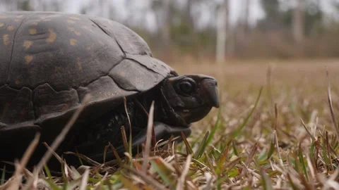 Close up of a box turtle coming out of it's shell Stock Footage 196889507
