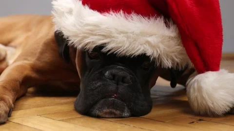 Close up on Boxer dog head with Santa hat Video stock 161551601