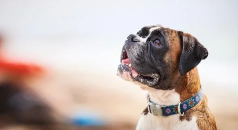 Close-up of boxer dog looking up Stock-Fotos