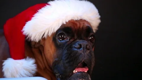 Close up on Boxer dog with Santa hat. Stock Footage 117472065