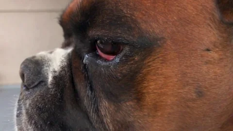 Close-up Boxer Dog Slow Motion 4 Pack Stock Footage 82384963