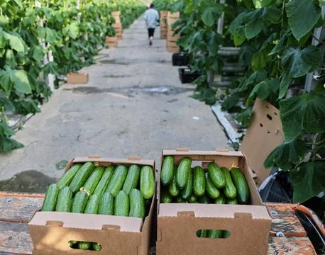 Close-up of boxes with cucumbers in the aisle. Stock-Fotos