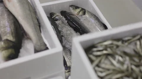 Close up of boxes of fish ready to be sold at the market Stock Footage 54359340