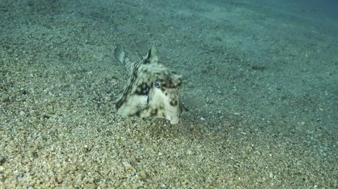 Close-up of Boxfish swims over sandy bottom. Thornback Boxfish or Camel Cowfi Stock Photos