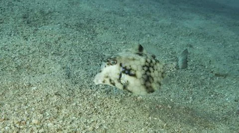 Close up of Boxfish swims over sandy bottom Thornback Boxfish or Camel Cowfish Stock Photos