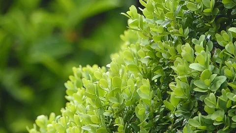 Close-up of boxwood Stock Footage 75265983