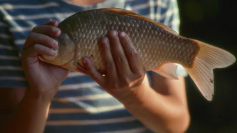 Close-up, boy holding a freshly caught carp in his hands in the rays of the Stock Footage 337119127