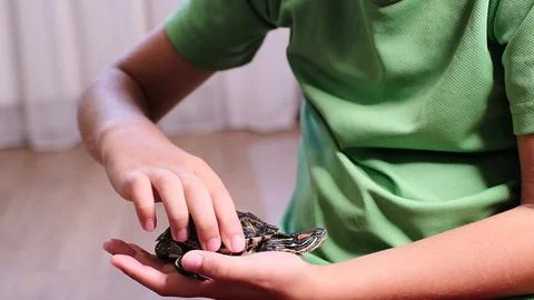 A close-up of a boy holding a turtle in his hand while gently petting its shell Stock Photos