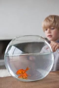 Close-up of a boy looking at fishbowl Stock Photos