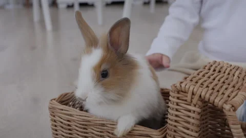 Close-up, boy playing with fluffy bunnies Stock Footage 306470702