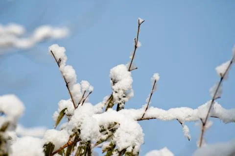 Close up of brach in the snow Foto stock