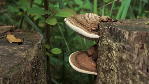 Close up of bracket fungus growing on old tree stump Stock Footage 336201469