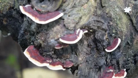 Close-up of bracket fungus growing on tree trunk Stock Footage 314571626