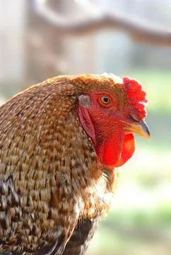 Close up of a brahma rooster Stock Photos