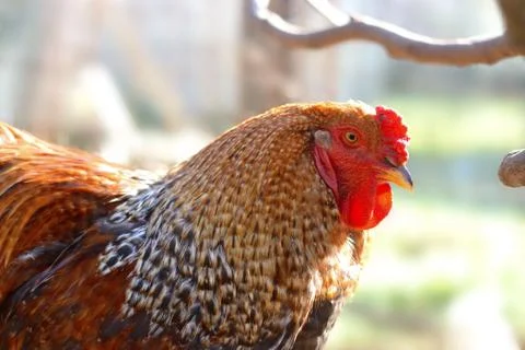 Close up of a brahma rooster Stock Photos