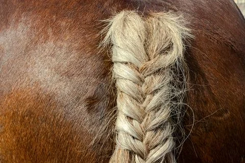 Close up of a braided light tail on a brown horse rump, professional equine.. 스톡 사진