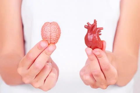 Close-Up Of Brain And Heart Models Held In Hands Stock-Fotos