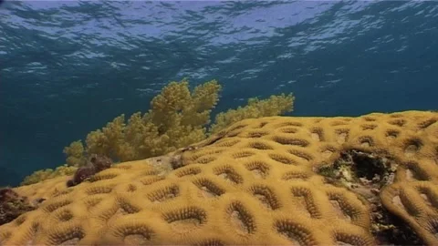 Close Up Of Brain Coral Stock Footage 300059159