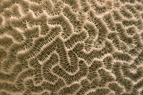 Close up of brain coral Stock Photos