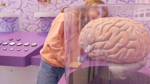 Close up brain structure in the medical and science museum Stock Footage 233494882