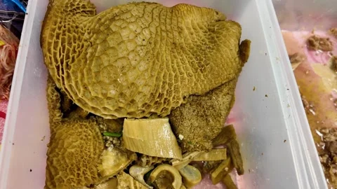 Close Up of Braised Beef Tripe and Offal Ingredients at Thai Street Food Stall Stock Footage 336902998