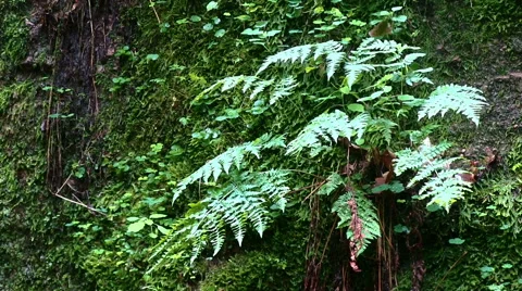 Close up of a brake in a forest Видео 43235719