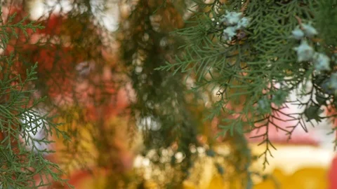 Close-up of a branch and a juniper fruit on a background of a blurry Carousel is Видео 94152582