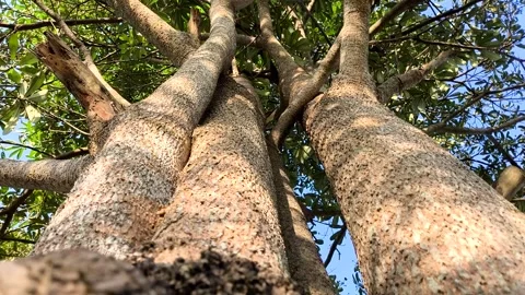 Close up branch and trunk of tree, in the morning  Chiangmai  Thailand. Stock Footage 293926531