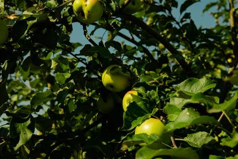 Close-up of a branch of an apple tree with red apples. High quality photo Foto stock