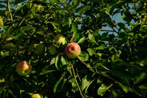 Close-up of a branch of an apple tree with red apples. High quality photo Stock Photos